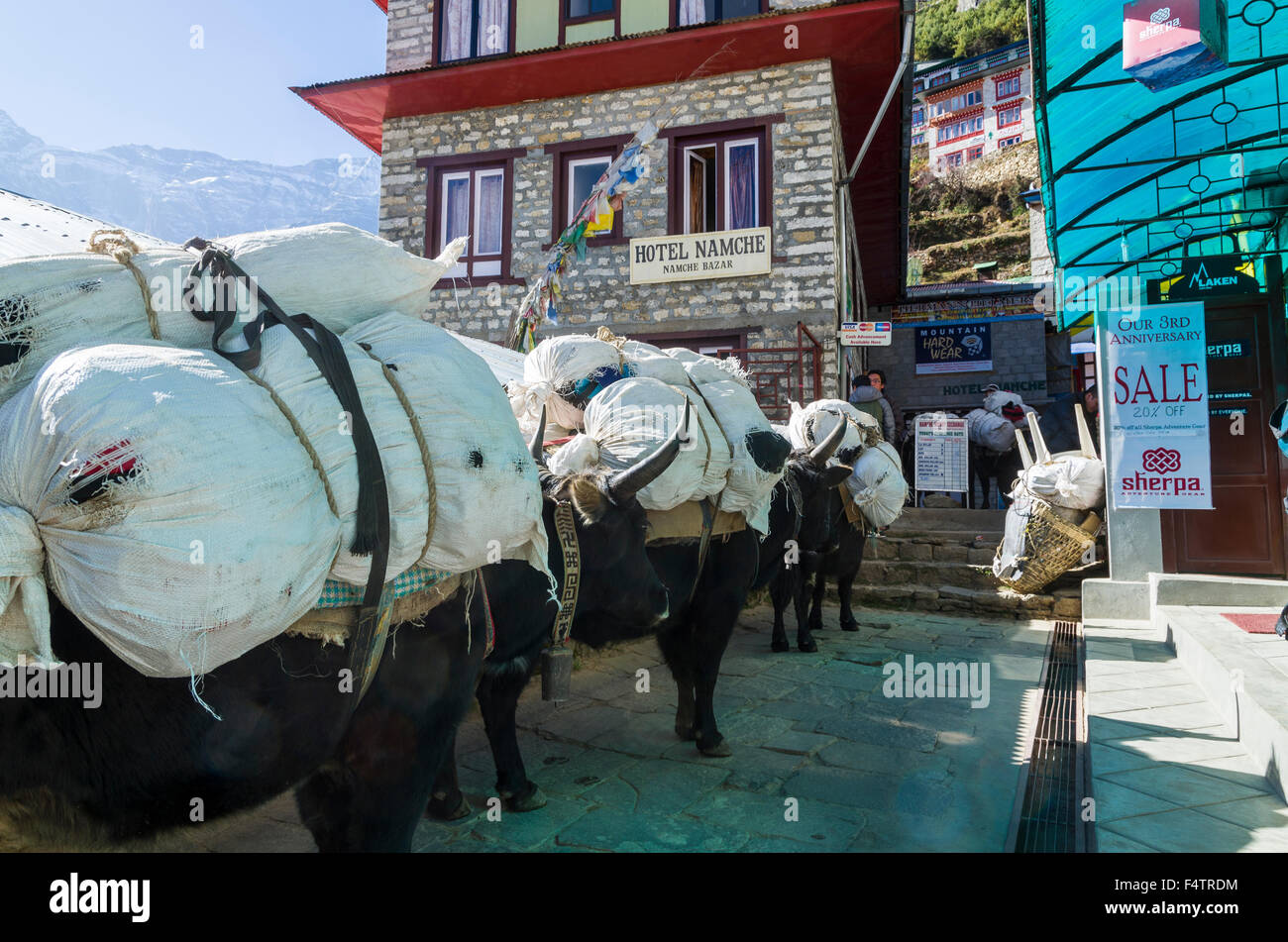 Yak caravane arrivant à Namche Bazar (3.440 m), la base pour le trekking et l'alpinisme dans la région de Solo Khumbu Banque D'Images Yak caravane arrivant à Namche Bazar (3.440 m), la base pour le trekking et l'alpinisme dans la région de Solo Khumbu Banque D'Images