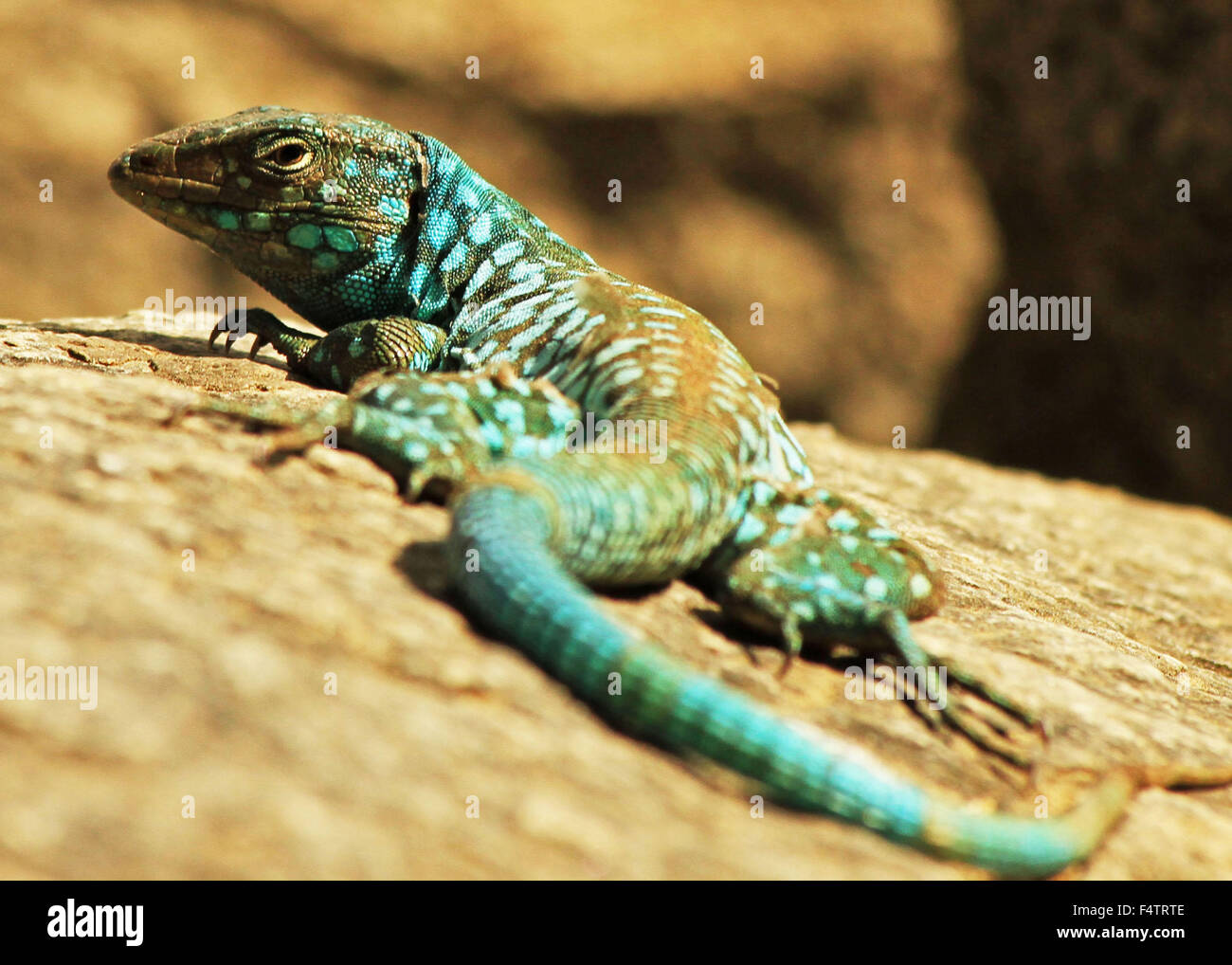 Blue-spotted coureur d'Aruba se prélasser au soleil sur un rocher Banque D'Images