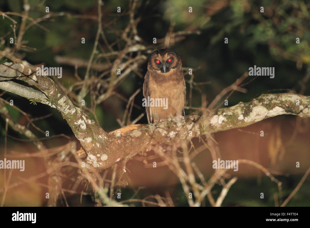 Brown Owl Strix leptogrammica (bois) en Thaïlande Banque D'Images