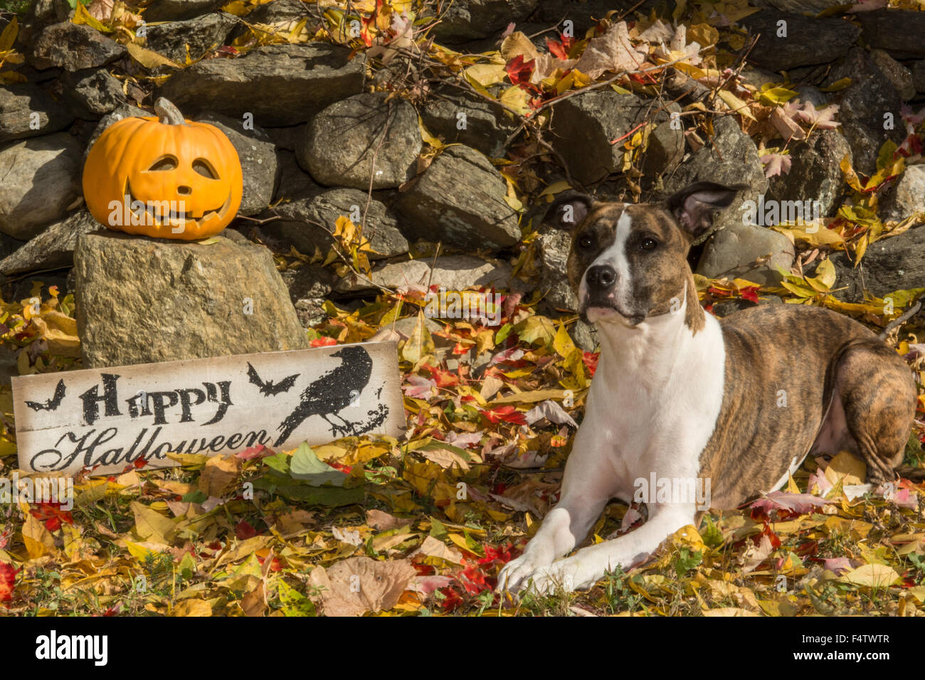 Chien avec Halloween Jack O lanterne Banque D'Images