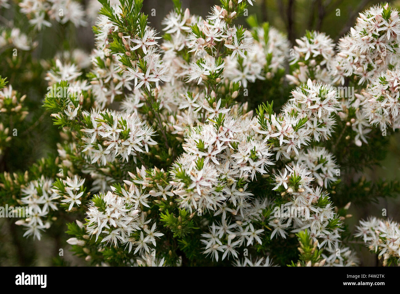 Grappe de fleurs blanches de Calytrix tetragona, fringe fleur avec feuillage, fleurs sauvages de l'Australie sur fond sombre Banque D'Images