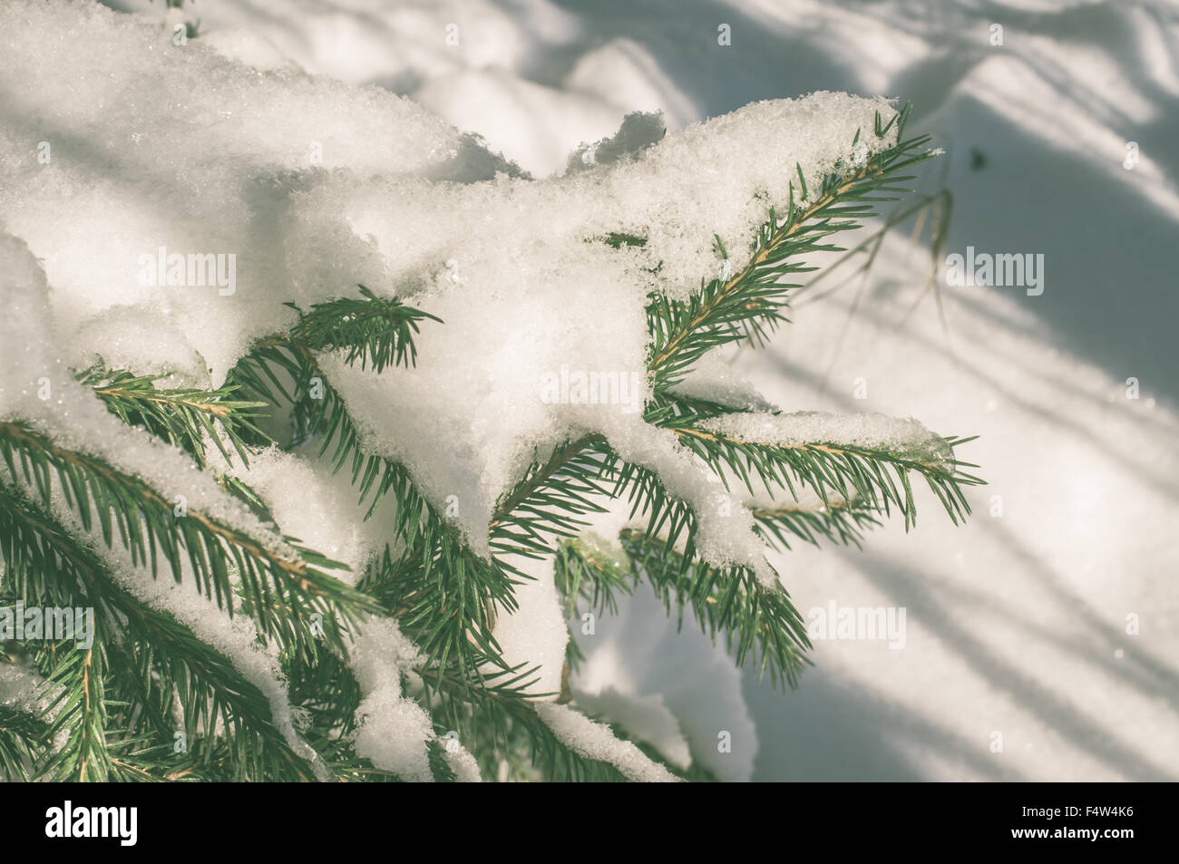 Branches d'épinette avec de la neige dans la forêt d'hiver Banque D'Images