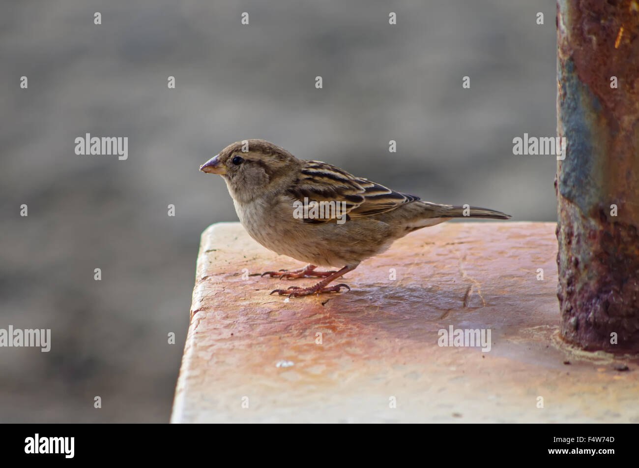 Sparrow rechercher quelque chose à manger près de la chambre Banque D'Images
