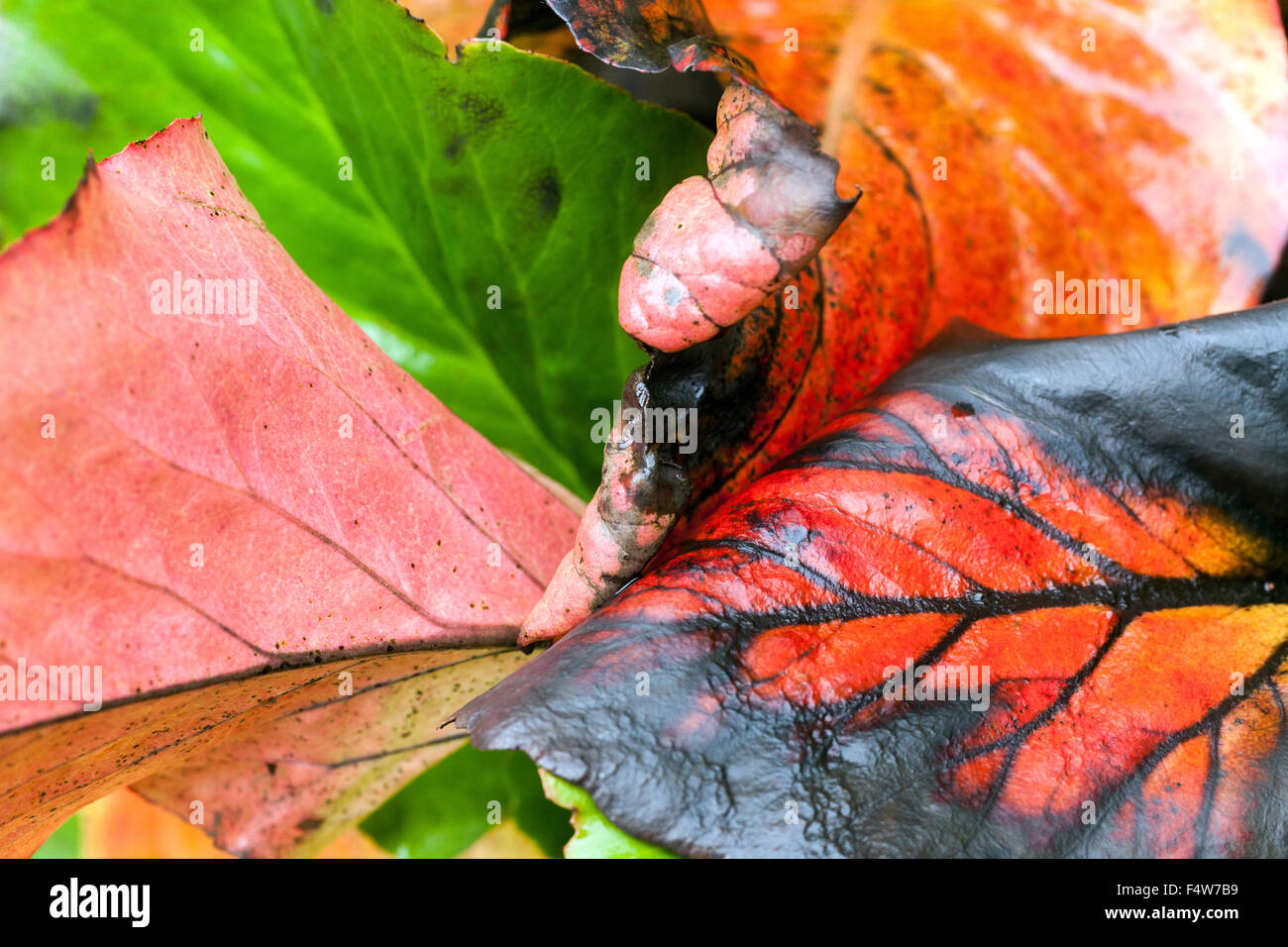 Parthenocissus, les feuilles d'automne Banque D'Images