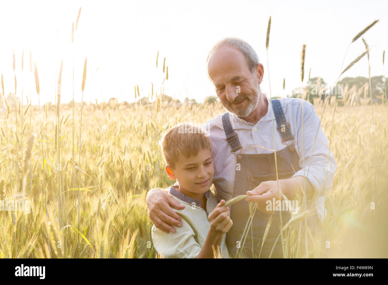 Grand-père et petit-fils d'agriculteurs l'examen de la récolte de blé en milieu rural Banque D'Images