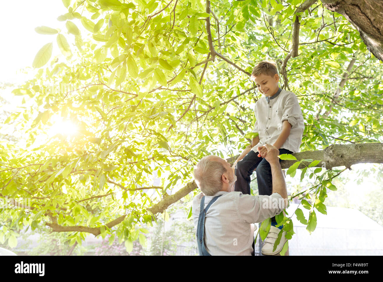 Aider grand-père petit-fils on tree branch Banque D'Images