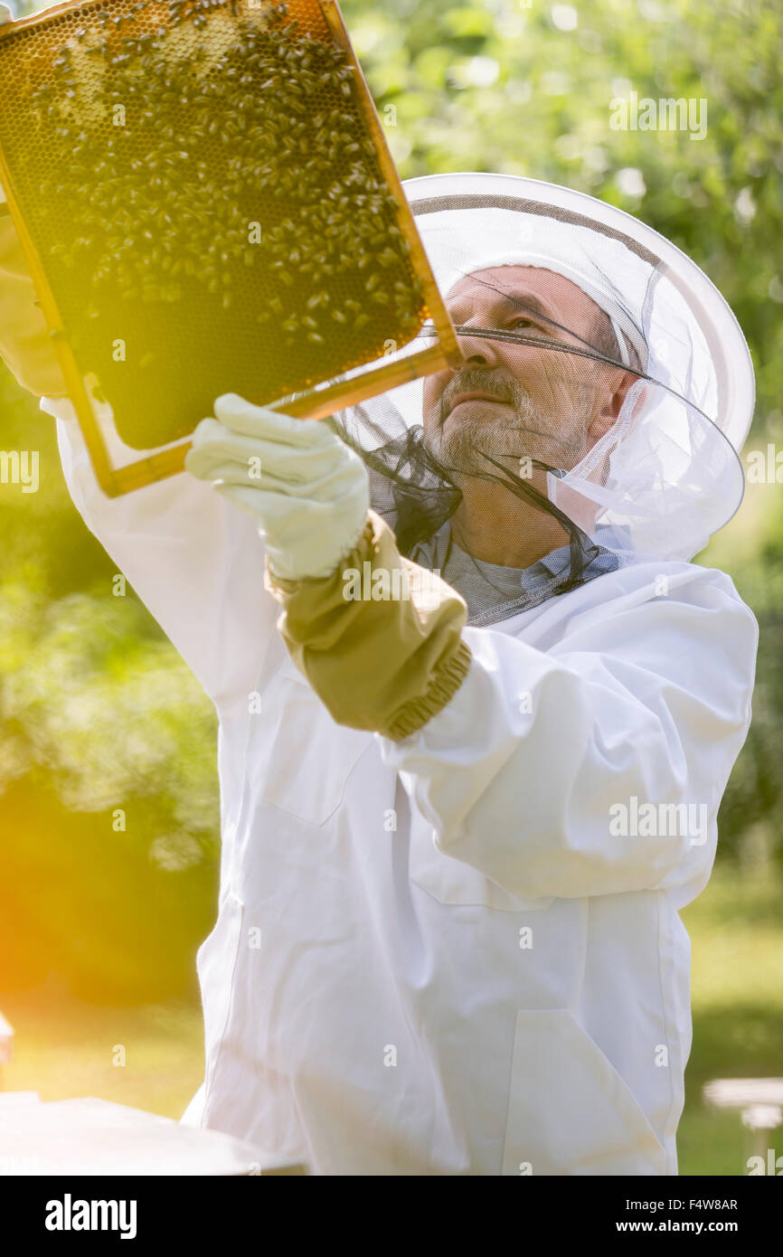Combinaison de protection de l'apiculteur en examinant sur nid d'abeilles Banque D'Images
