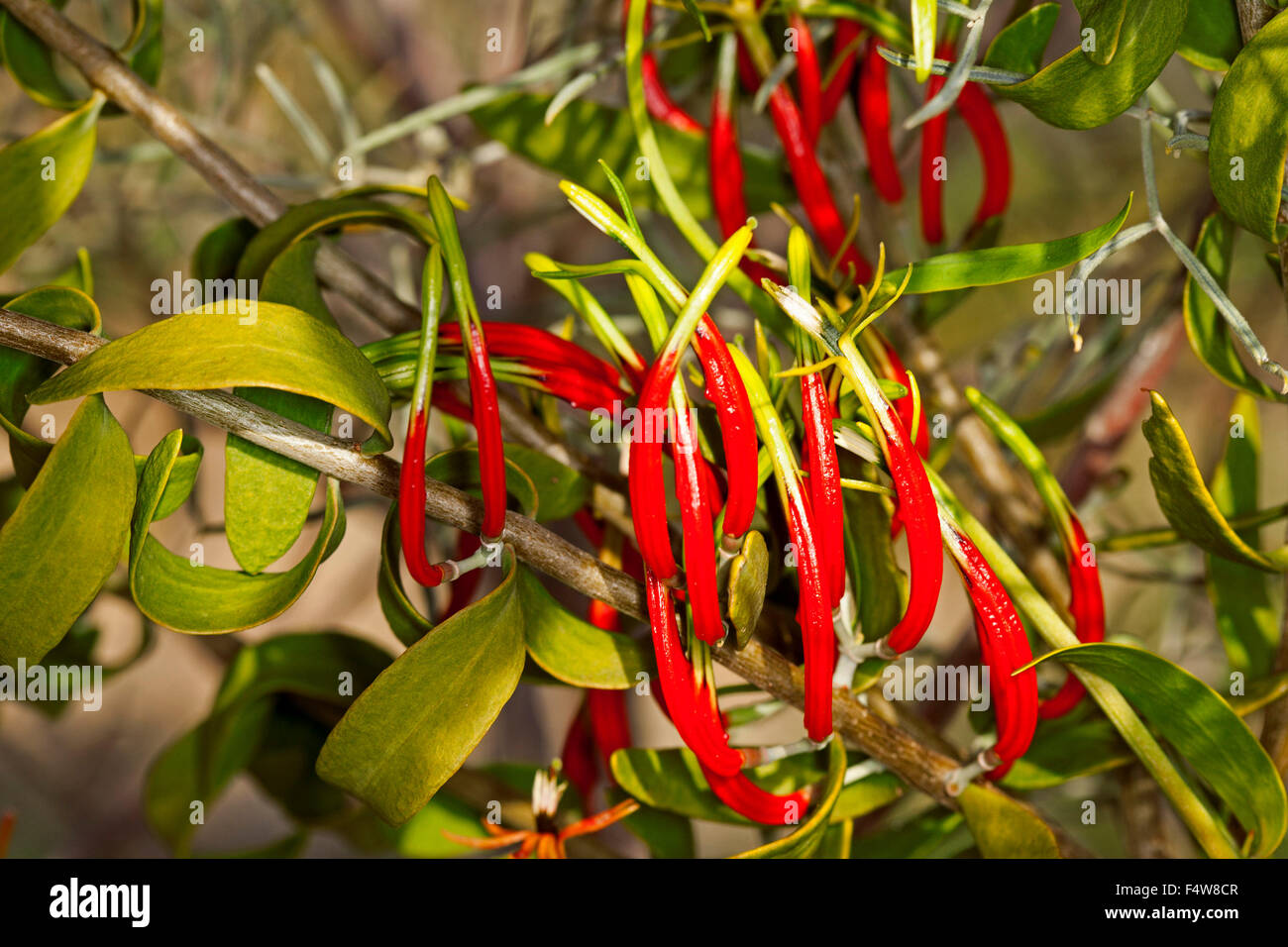 Grappe de fleurs rouge vif et des feuilles vertes d'arlequins gui, Lysiana exocarpi, une espèce de plante parasitaire Banque D'Images