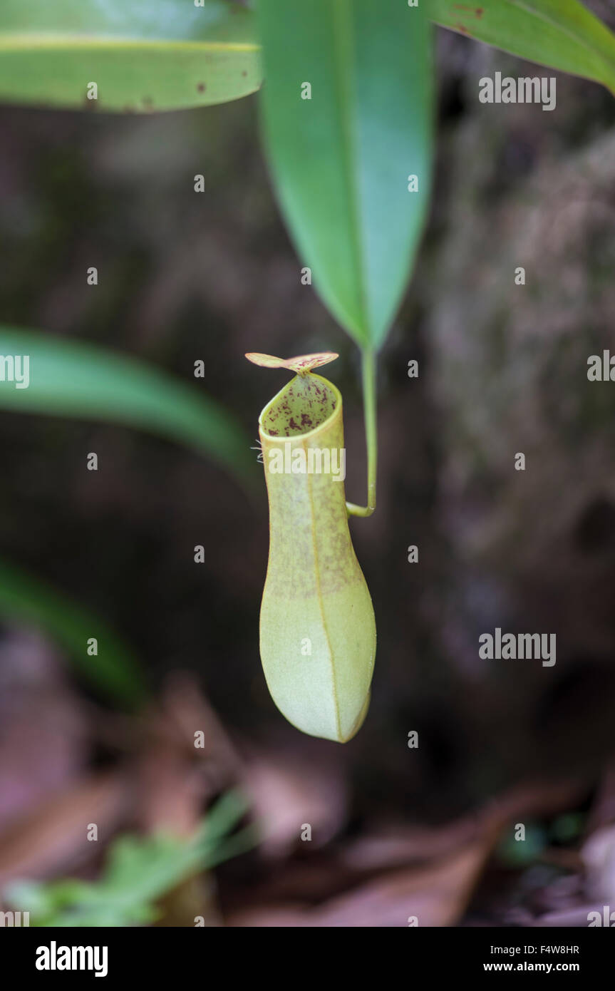 Sarracénie carnivores : Nepenthes gracilis. Sabah, Bornéo. Banque D'Images