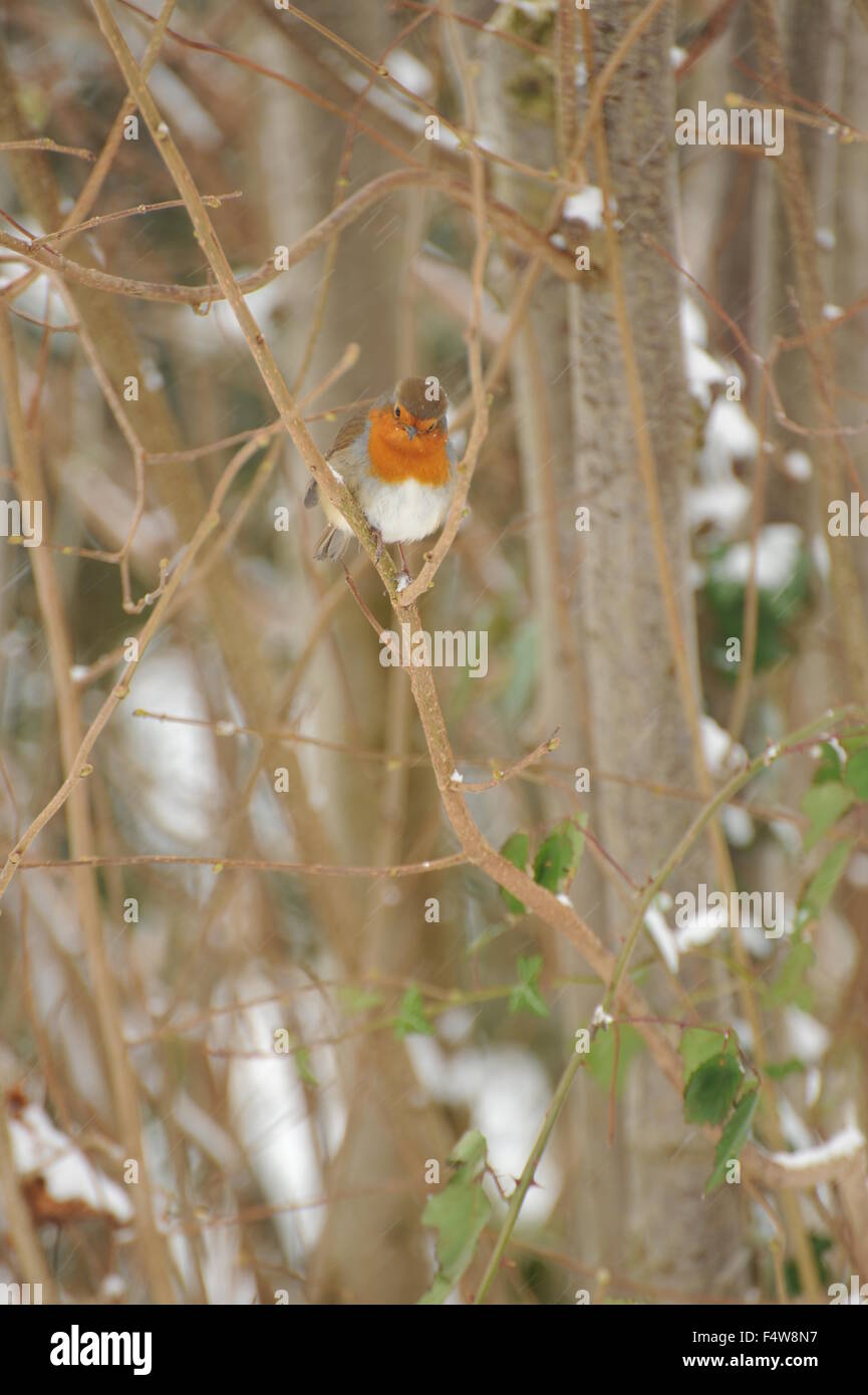 Robin dans la neige Banque D'Images