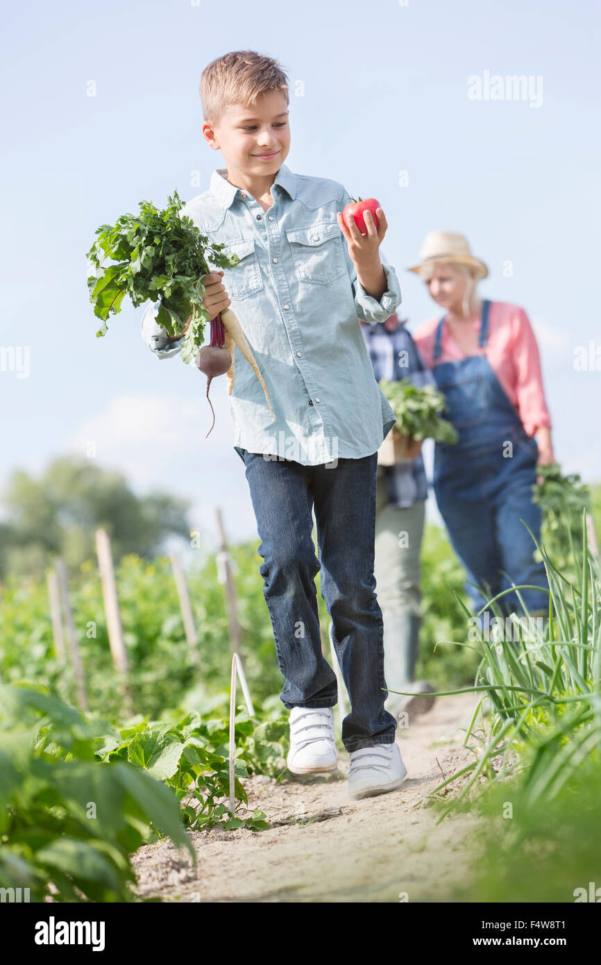 Les légumes récoltés Boy carrying à sunny garden Banque D'Images