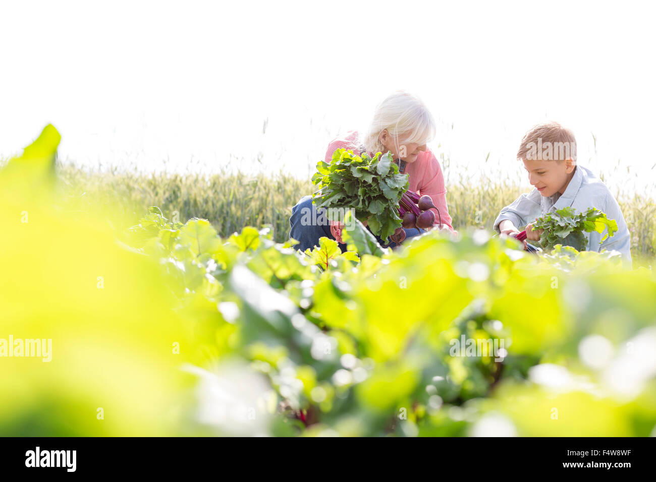 Grand-mère et petit-fils de la récolte des légumes dans le jardin ensoleillé Banque D'Images