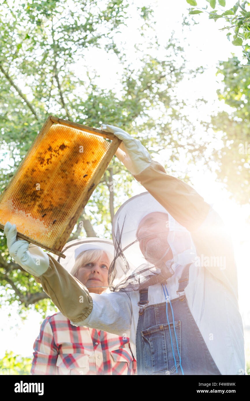 Les apiculteurs dans l'examen des vêtements protecteurs sur nid d'abeilles Banque D'Images
