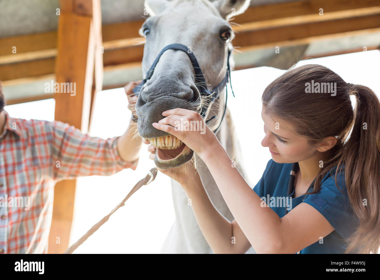 Contrôle vétérinaire des dents du cheval Banque D'Images
