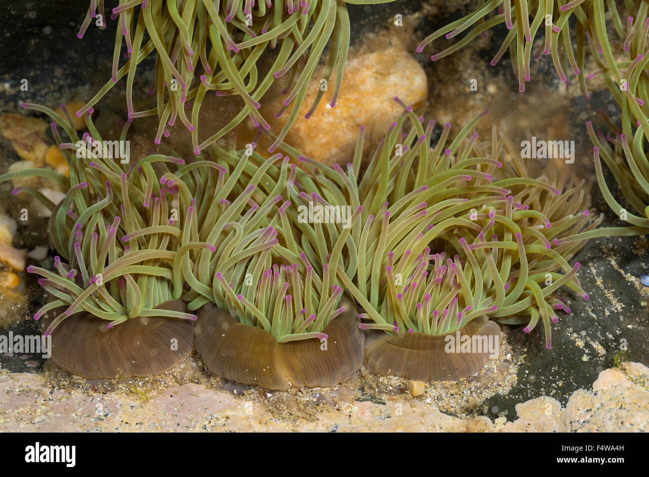 Snakelocks Wachsrose, anémone, Anemonia viridis, Anemonia sulcata, Anémone de mer verte, Actinie verte, les anémones de mer Banque D'Images
