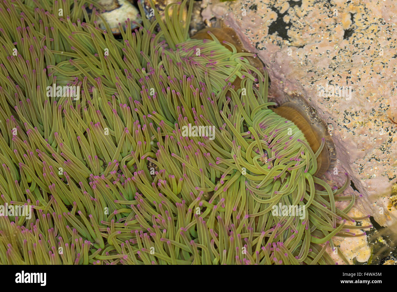 Snakelocks Wachsrose, anémone, Anemonia viridis, Anemonia sulcata, Anémone de mer verte, Actinie verte, les anémones de mer Banque D'Images