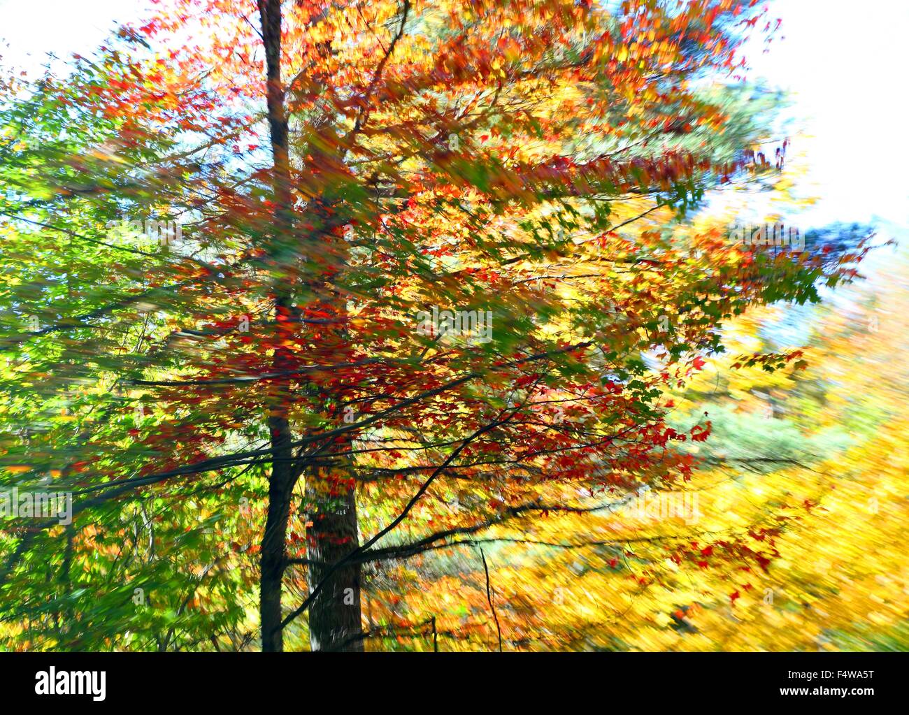 La Forêt dans ses couleurs d'automne Banque D'Images