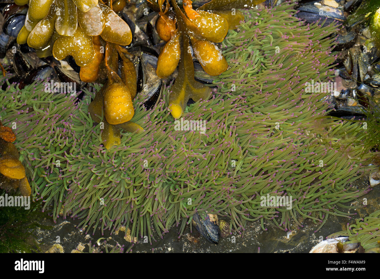 Snakelocks Wachsrose, anémone, Anemonia viridis, Anemonia sulcata, Anémone de mer verte, Actinie verte, les anémones de mer Banque D'Images