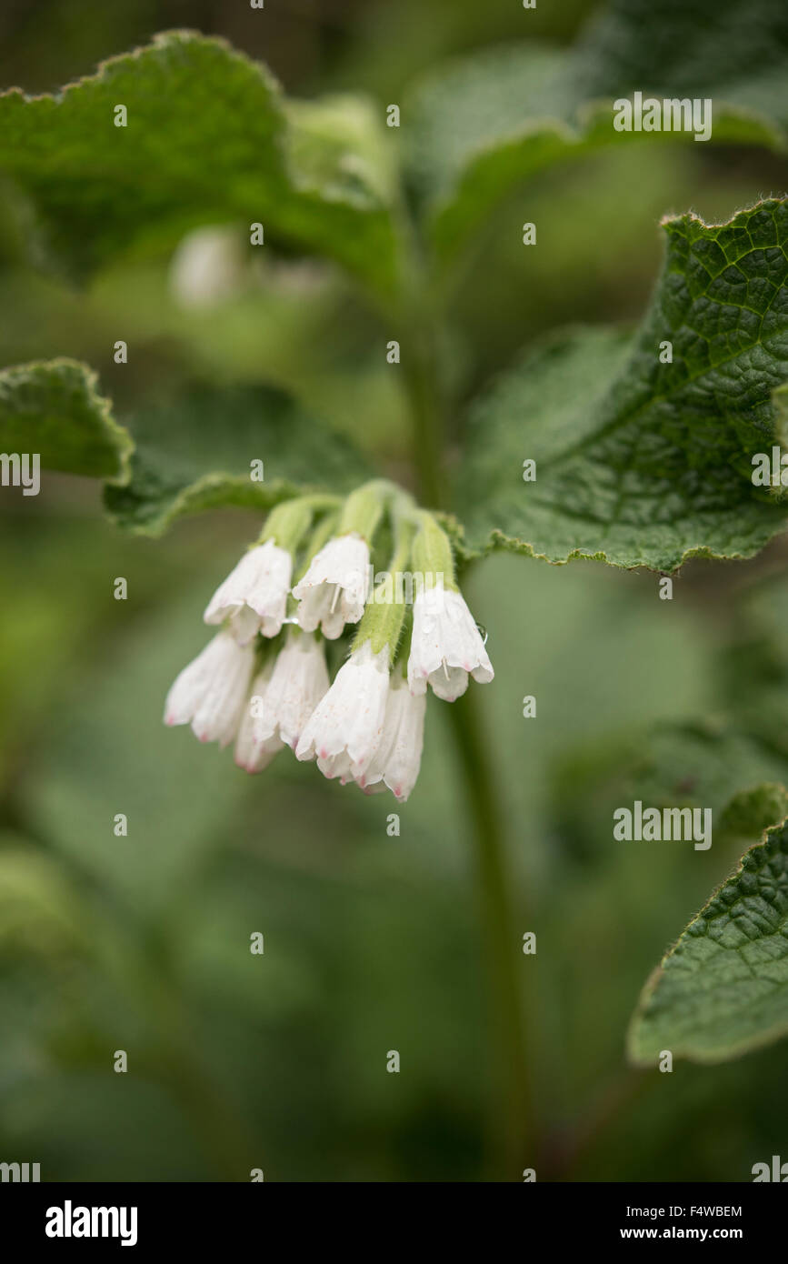 Symphytum officinale Consoude, commune, Surrey, UK. De juin. Banque D'Images
