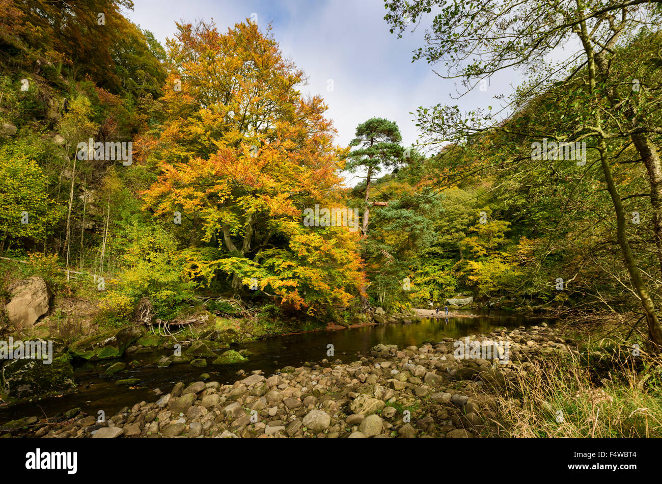 L'automne sur la rivière Allen, Northumberland Banque D'Images