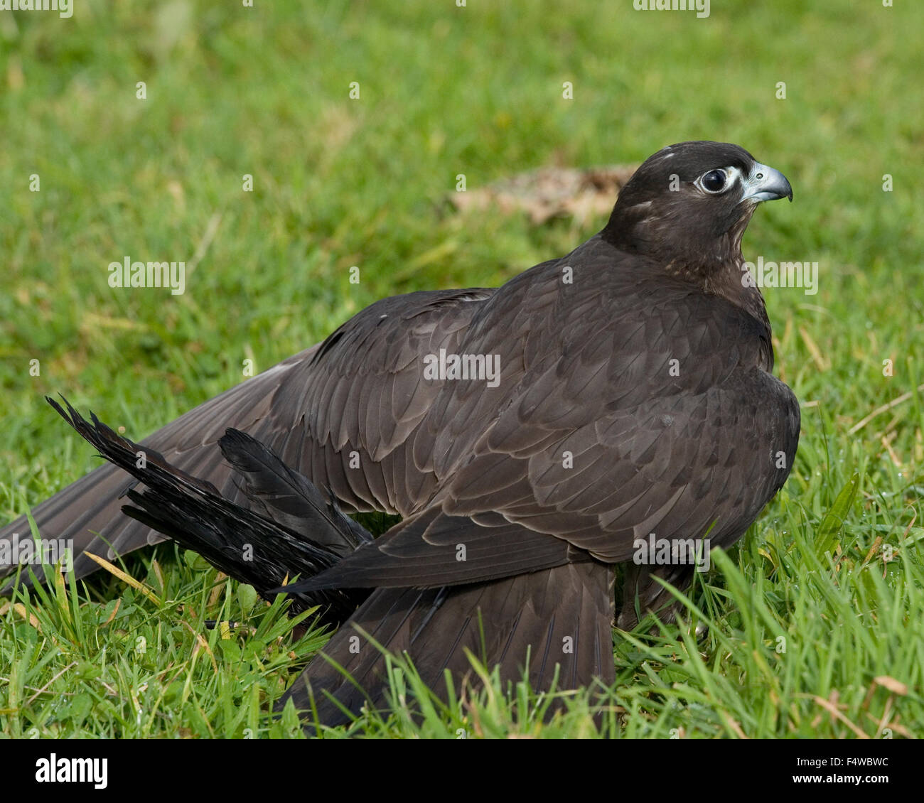 Gyr x faucon sacre Banque D'Images