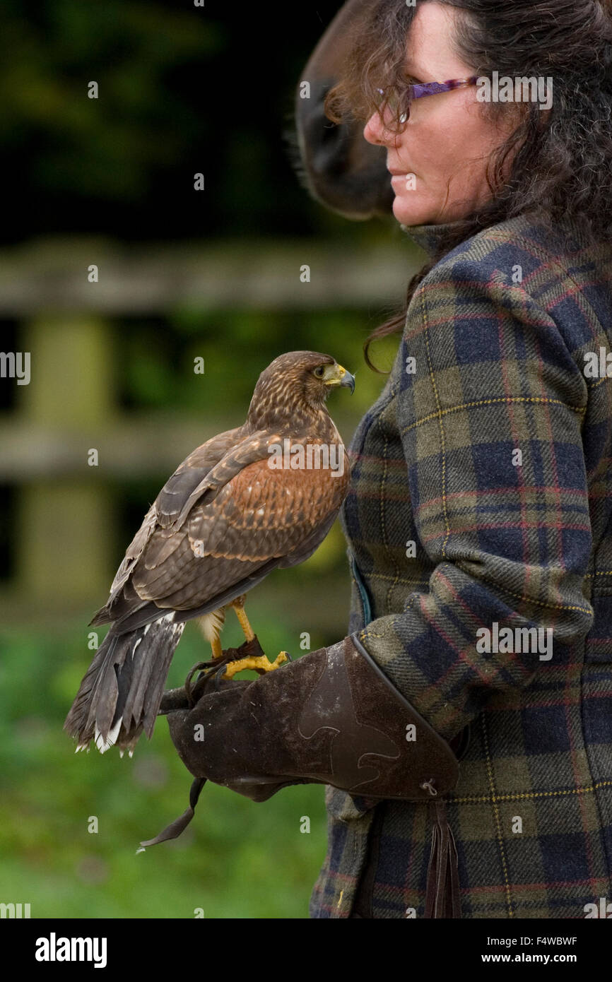Femme falconer avec Harris hawk Banque D'Images