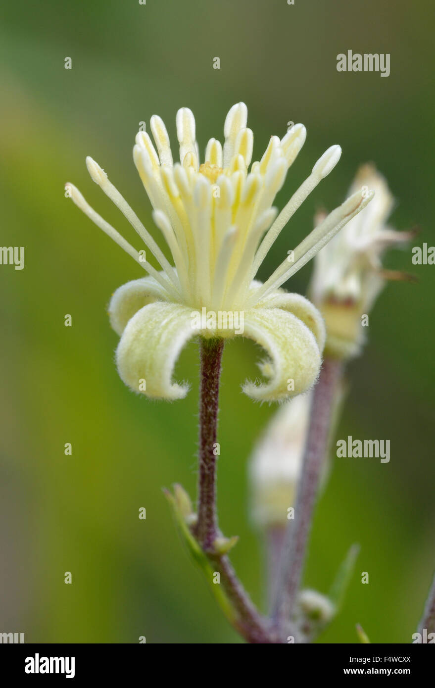 Travellers Joy - Clematis vitalba haie végétale grimpeur Banque D'Images