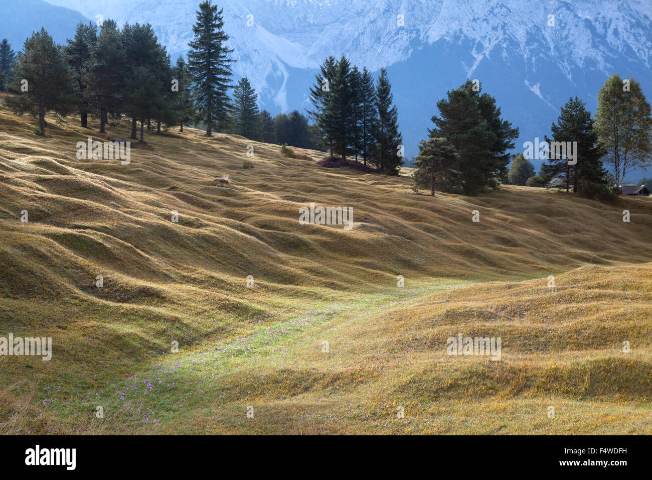 Colline verte à Alpes bavaroises, Allemagne Banque D'Images