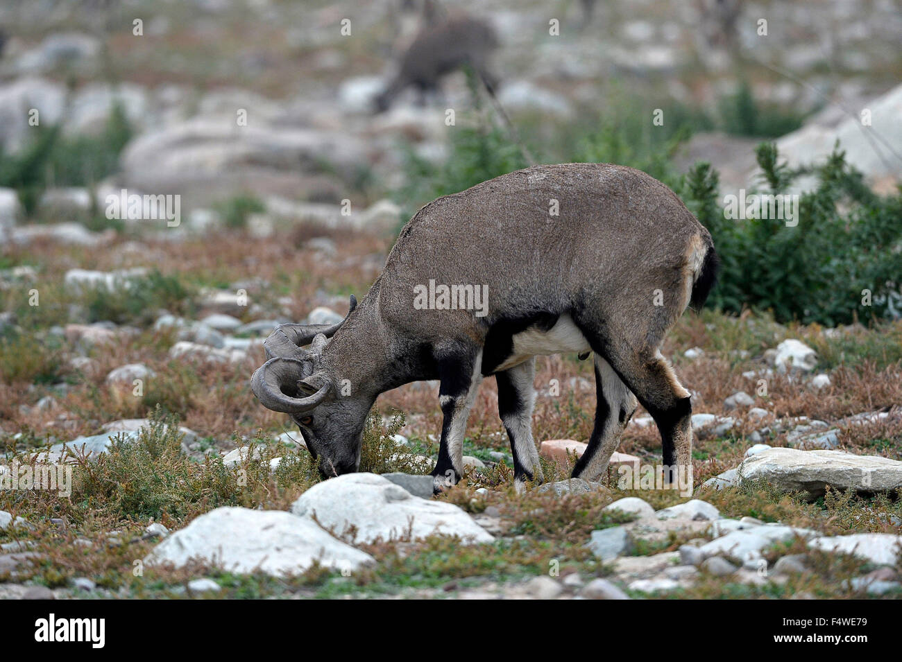 Yinchuan. 22 octobre, 2015. Blue sheep chercher de la nourriture sur la montagne Helan dans le nord-ouest de la Chine, région autonome du Ningxia Hui, le 22 octobre 2015. Credit : Peng Zhaozhi/Xinhua/Alamy Live News Banque D'Images