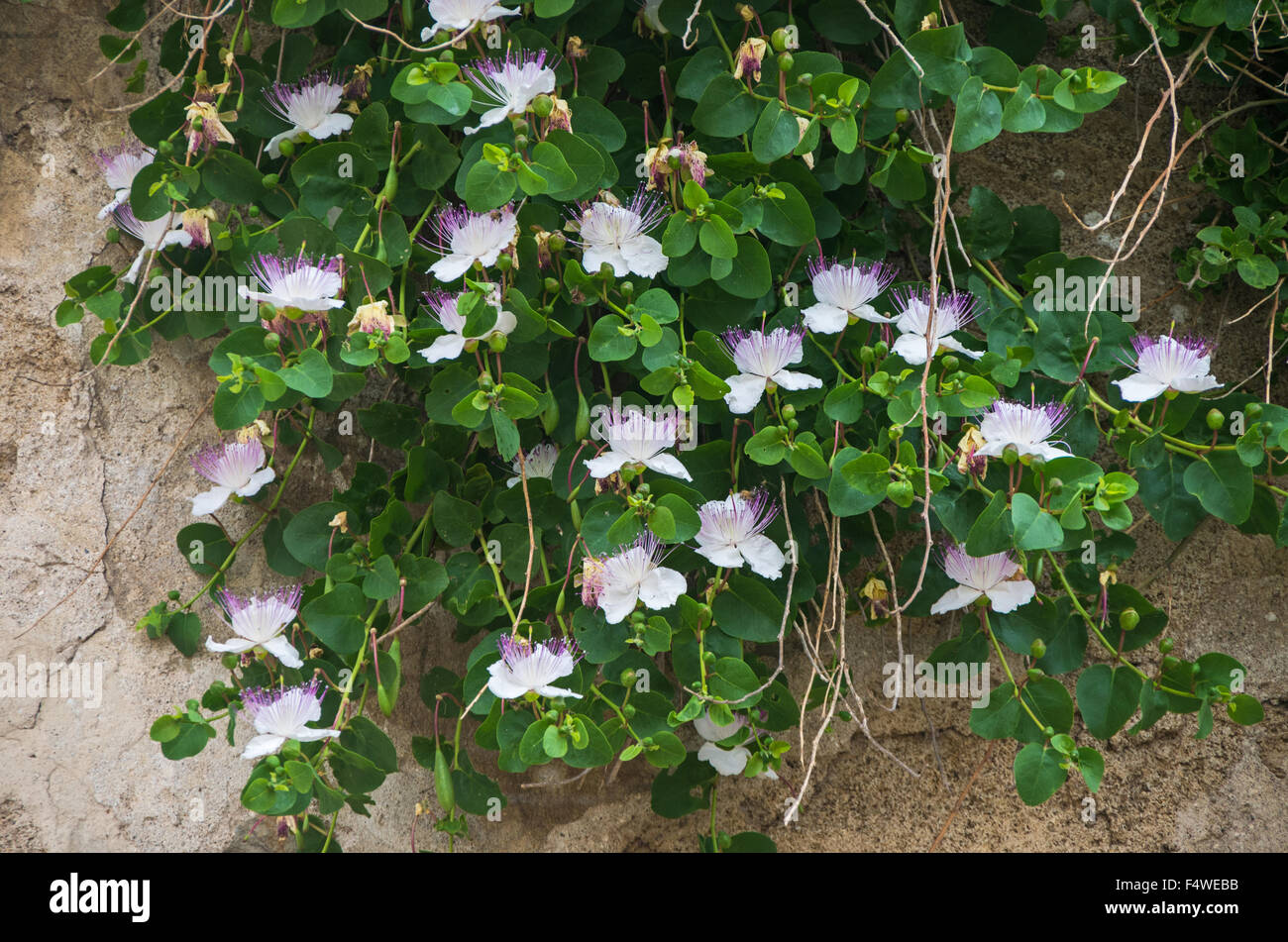 Abeilles sur la caper plant en fleurs le long des murs du château en Toscane le site de Populonia Banque D'Images