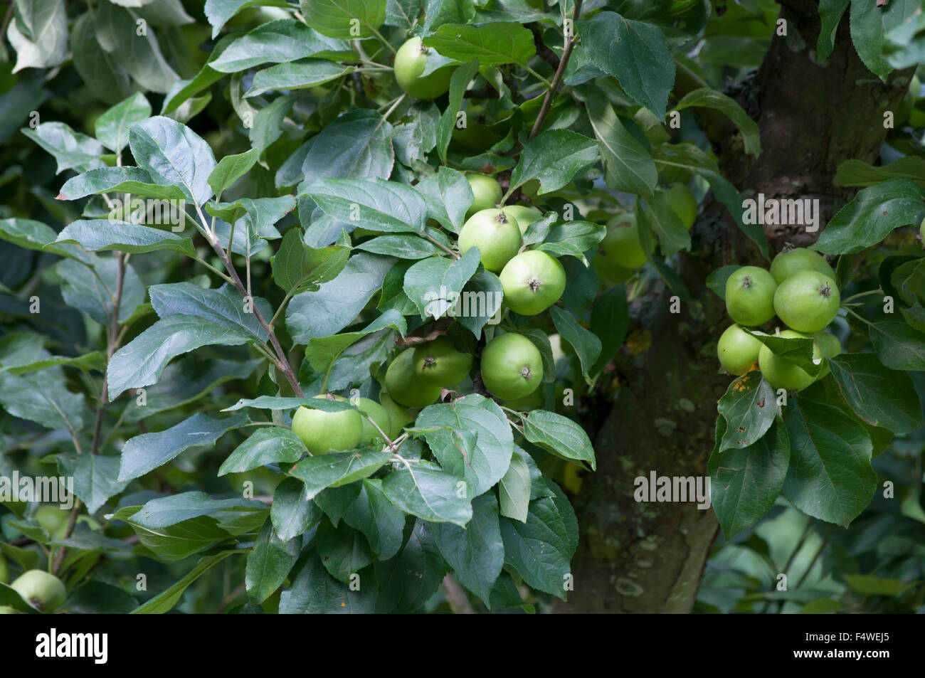 MALUS DOMESTICA MICHELIN Banque D'Images