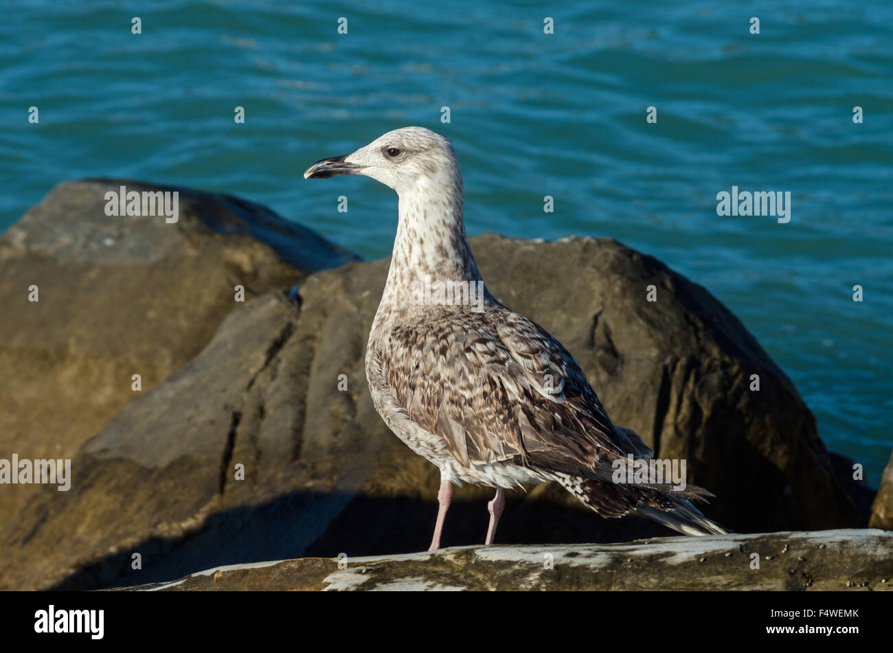 Mouette Larus Michaellis en attente de quelque chose à manger près de la côte de la mer méditerranée Banque D'Images