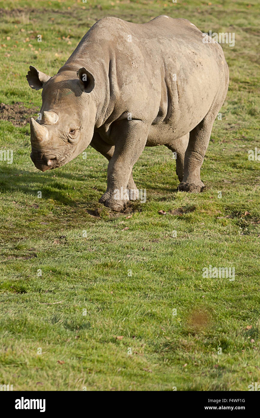 Photo d'un rhinocéros noir marcher sur l'herbe Banque D'Images