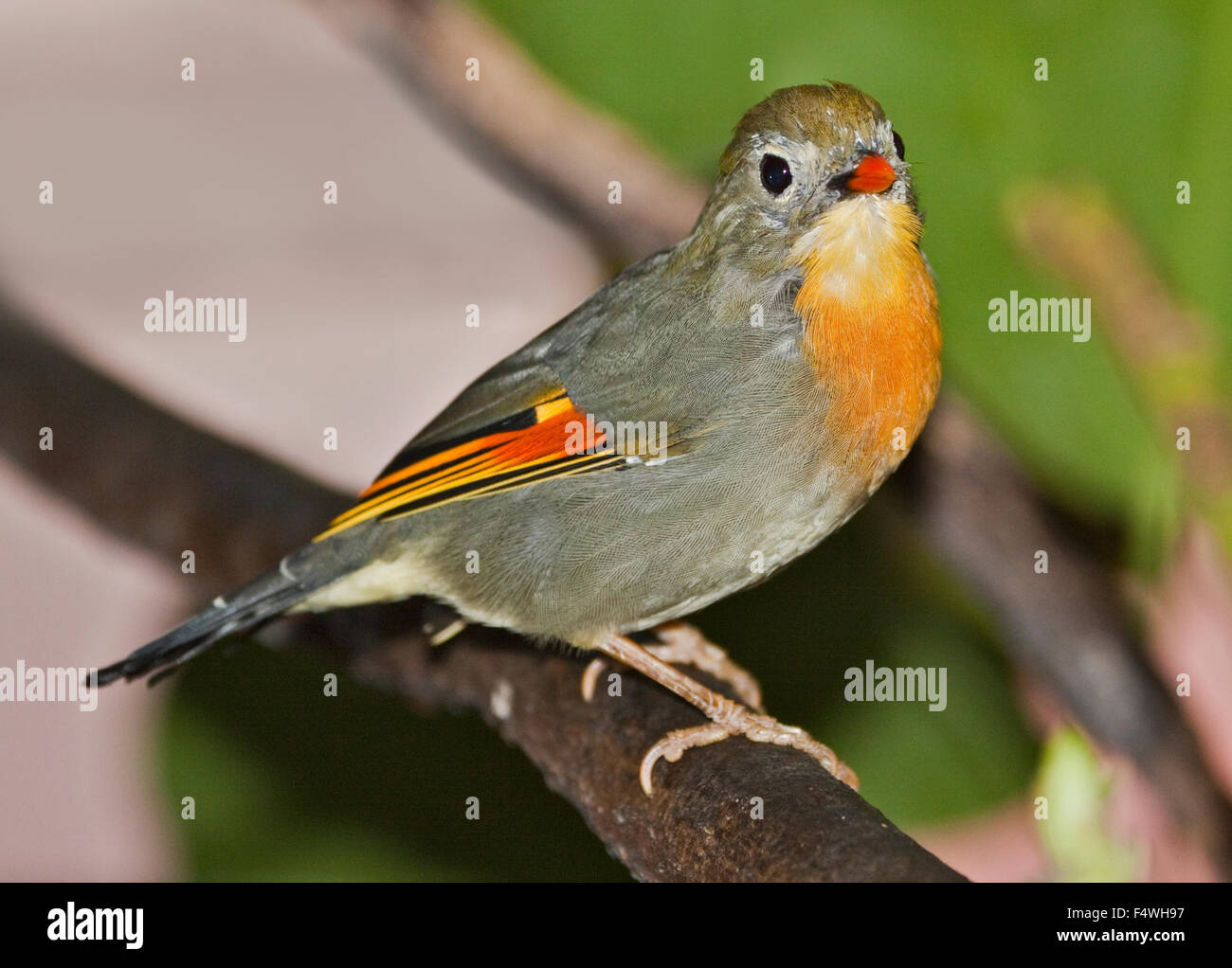 Pekin Robin (Leiothrix lutea) Banque D'Images