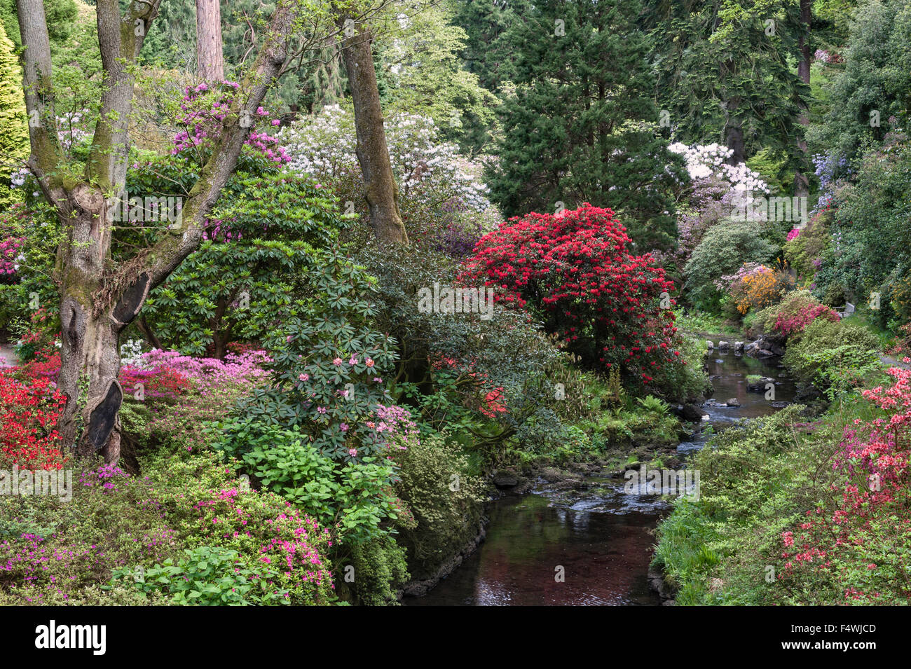 Jardin de Bodnant, Conwy, Pays de Galles, Royaume-Uni. Le Dell, ou jardin sauvage, rempli de rhododendrons et azalées à la fin du printemps Banque D'Images