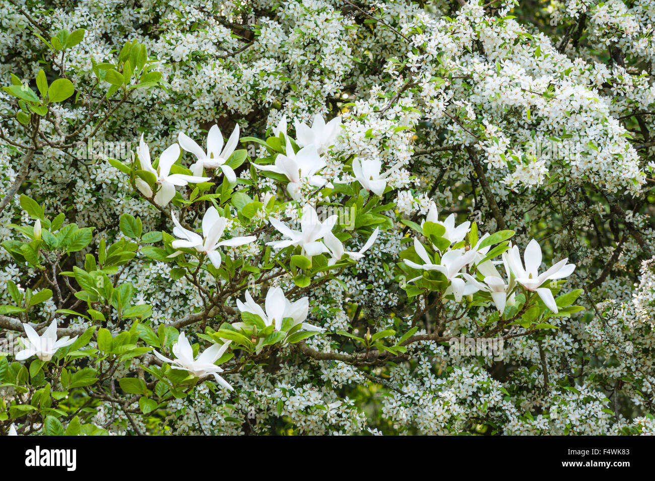 Jardin de Bodnant, Conwy, Pays de Galles, Royaume-Uni. Malus floribunda, Magnolia x soulangeana 'Amabilis' à la fin du printemps Banque D'Images