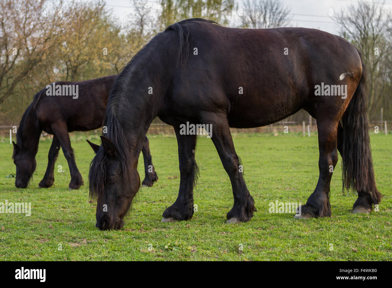 Cheval frison jument avec poulain Banque D'Images