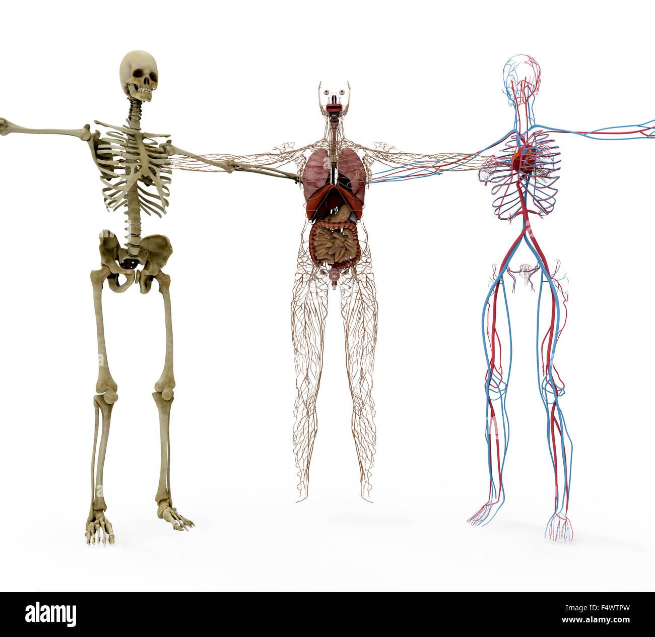 Les droits de l'anotomy dans les os, organes et vasculair. Banque D'Images