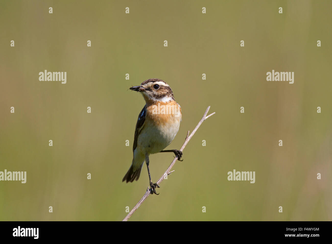 (Saxicola rubetra Whinchat) femmes avec des proies en bec Banque D'Images