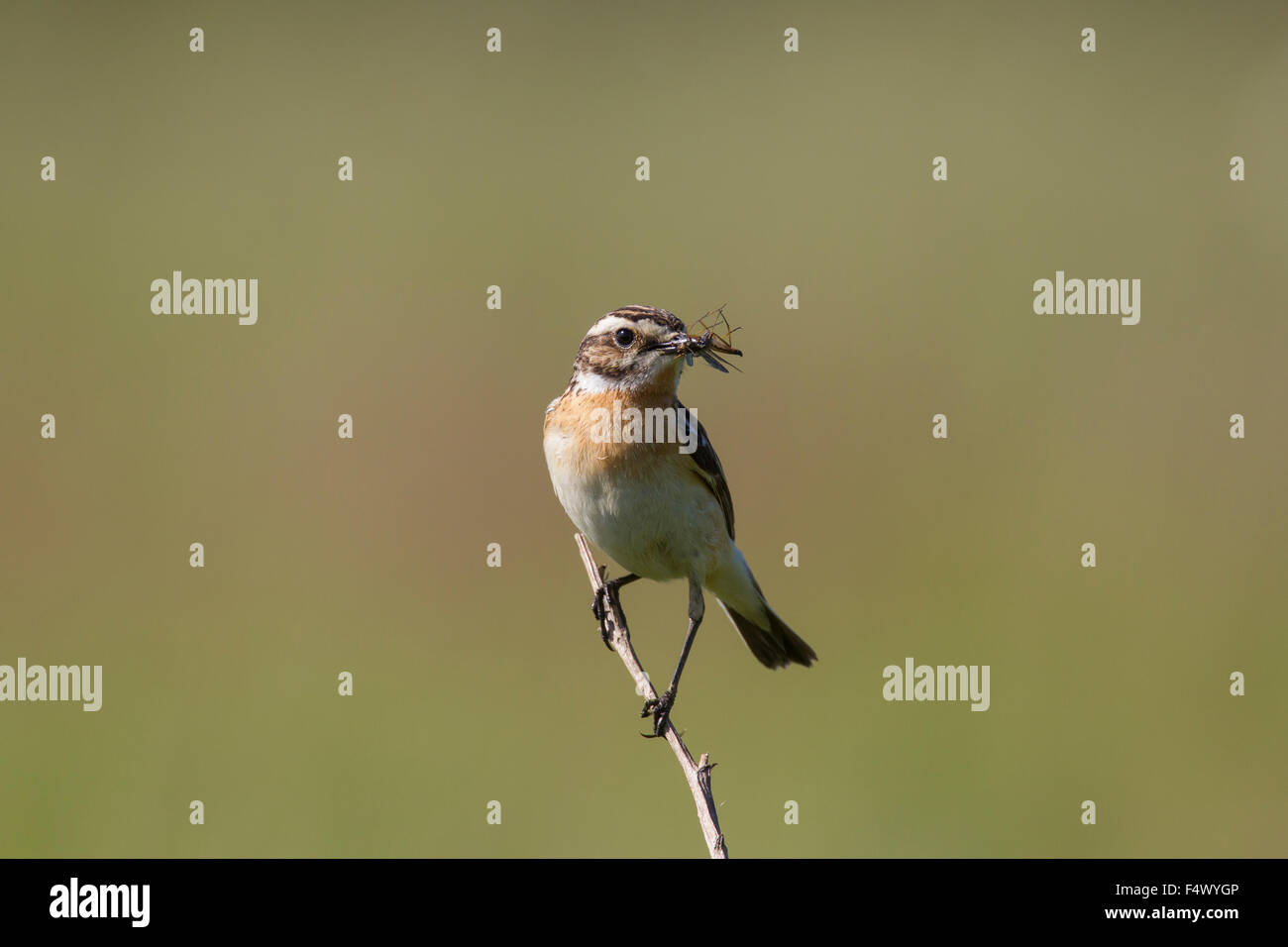 (Saxicola rubetra Whinchat) femmes avec des proies en bec Banque D'Images