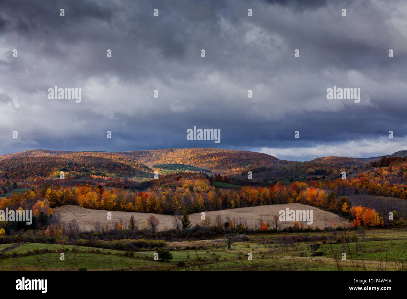 Feuillage d'automne, Schoharie Comté, New York State, USA Banque D'Images