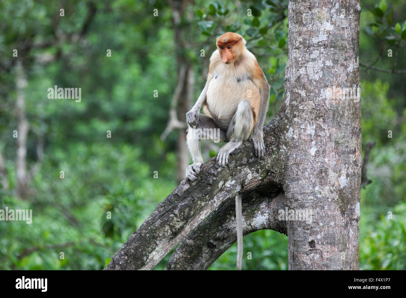 Proboscis Monkey (Nasalis larvatus) femelle assise sur la racine de l'arbre dans la forêt côtière de mangrove de Bornean, Sabah, Malaisie Banque D'Images