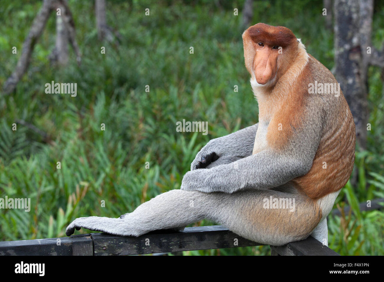 Proboscis Monkey (Nasalis larvatus) mâle dominant Banque D'Images