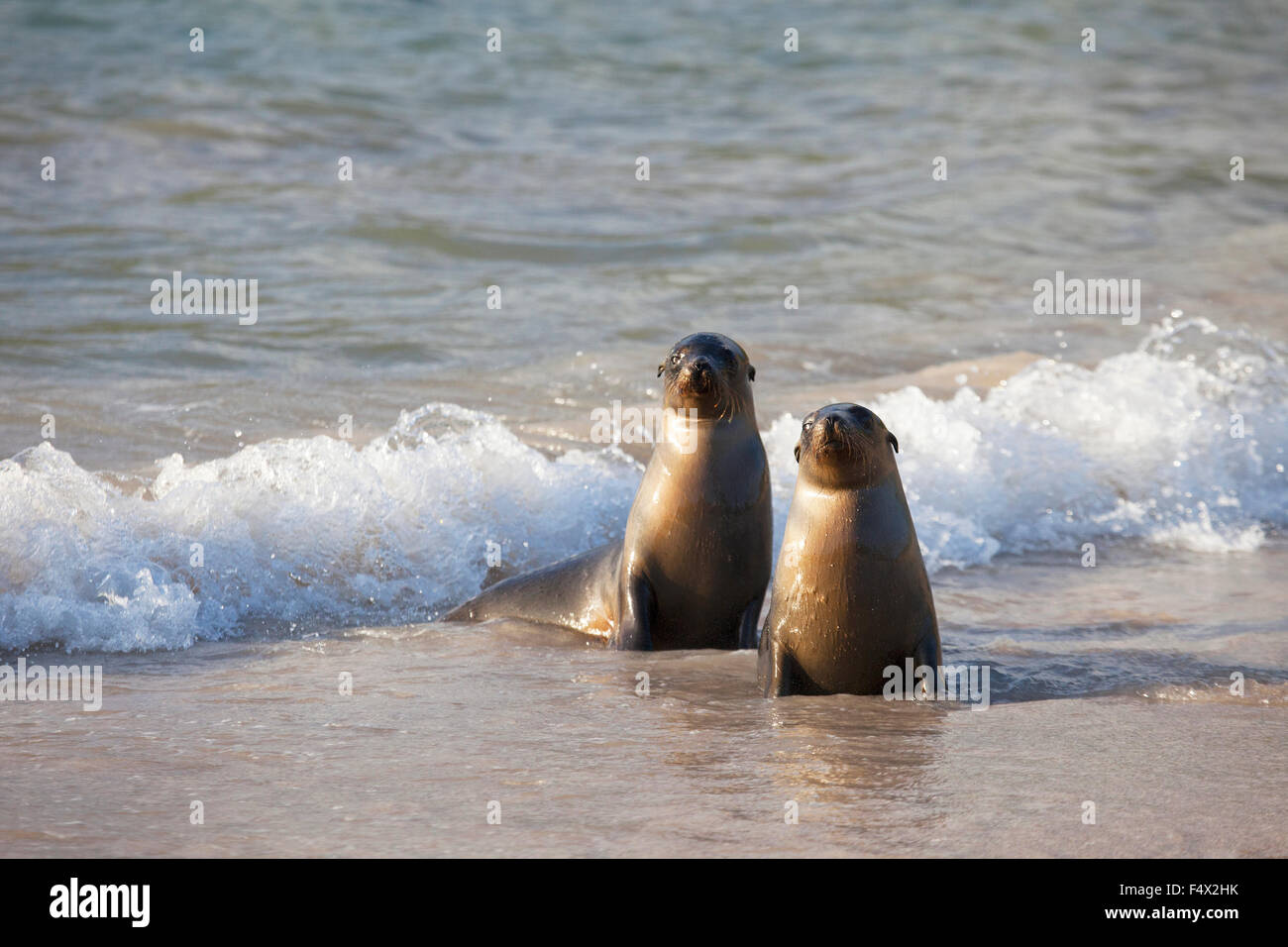 Le lion de mer Galapagos (Zalophus wollebaeki) dans les vagues Banque D'Images