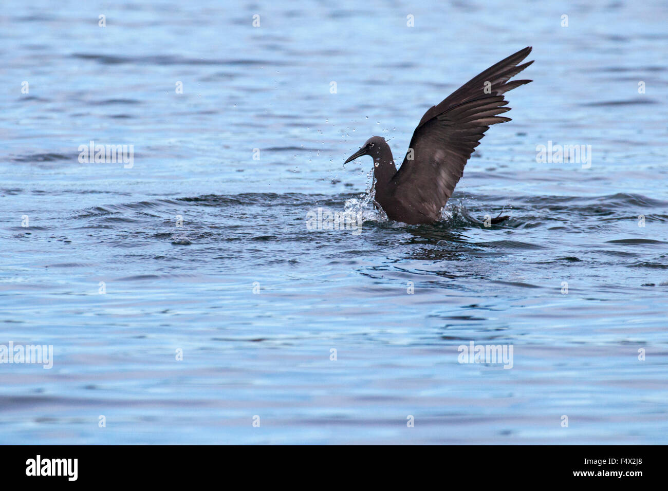 Sterne noddi brun (Anous stolidus) plongée sous-marine Banque D'Images