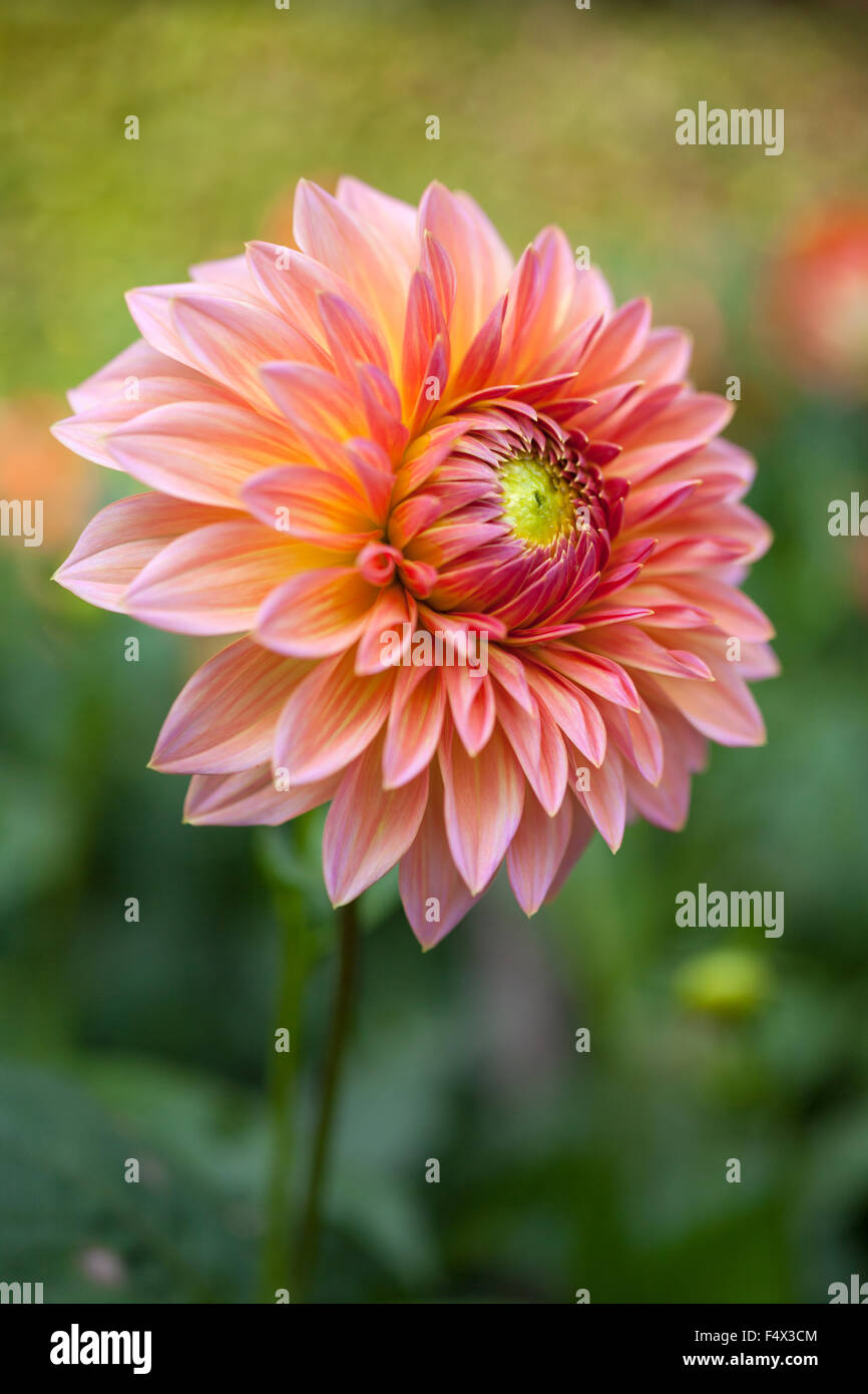 Dahlia fleurs jardin de plantes vivaces herbacées UK Banque D'Images