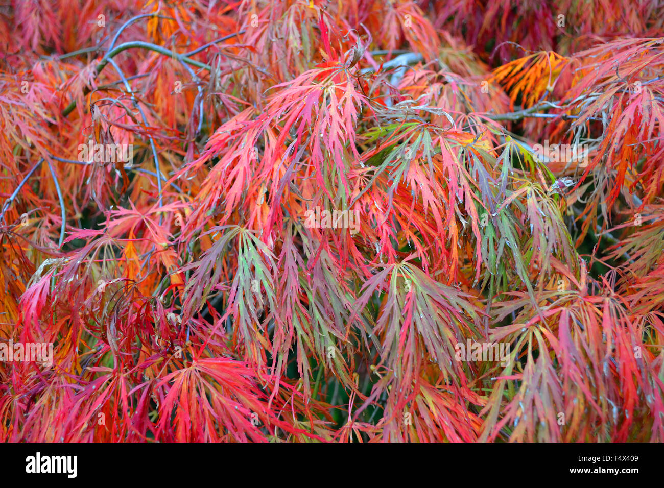 Feuillage de l'automne sur l'érable japonais pleurant aussi connu sous le nom japonais pleureur Acer. Les feuilles créer un motif de plume de corail, vert et rose Banque D'Images