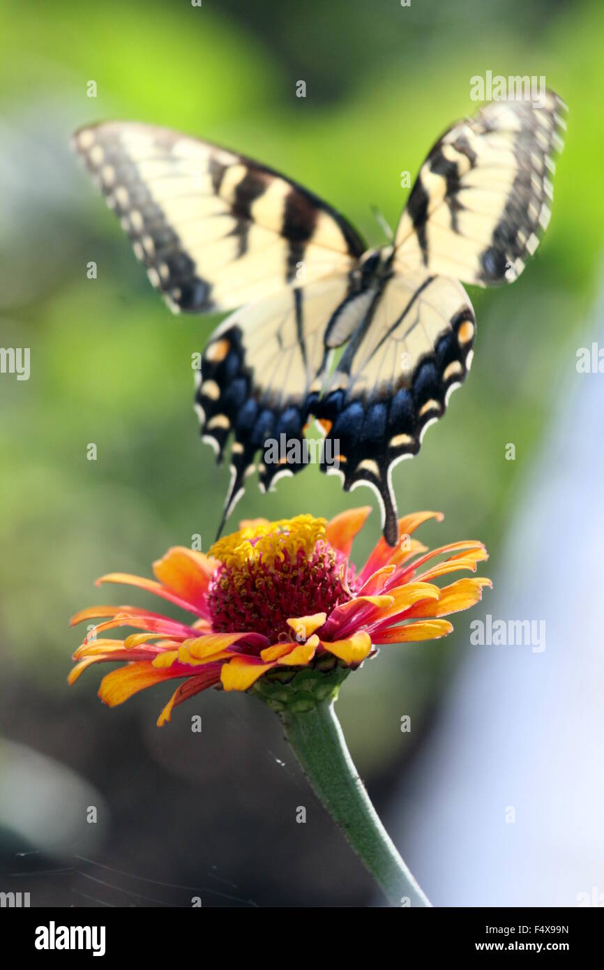 Tiger swallowtail butterfly survolant un zinnia. Banque D'Images