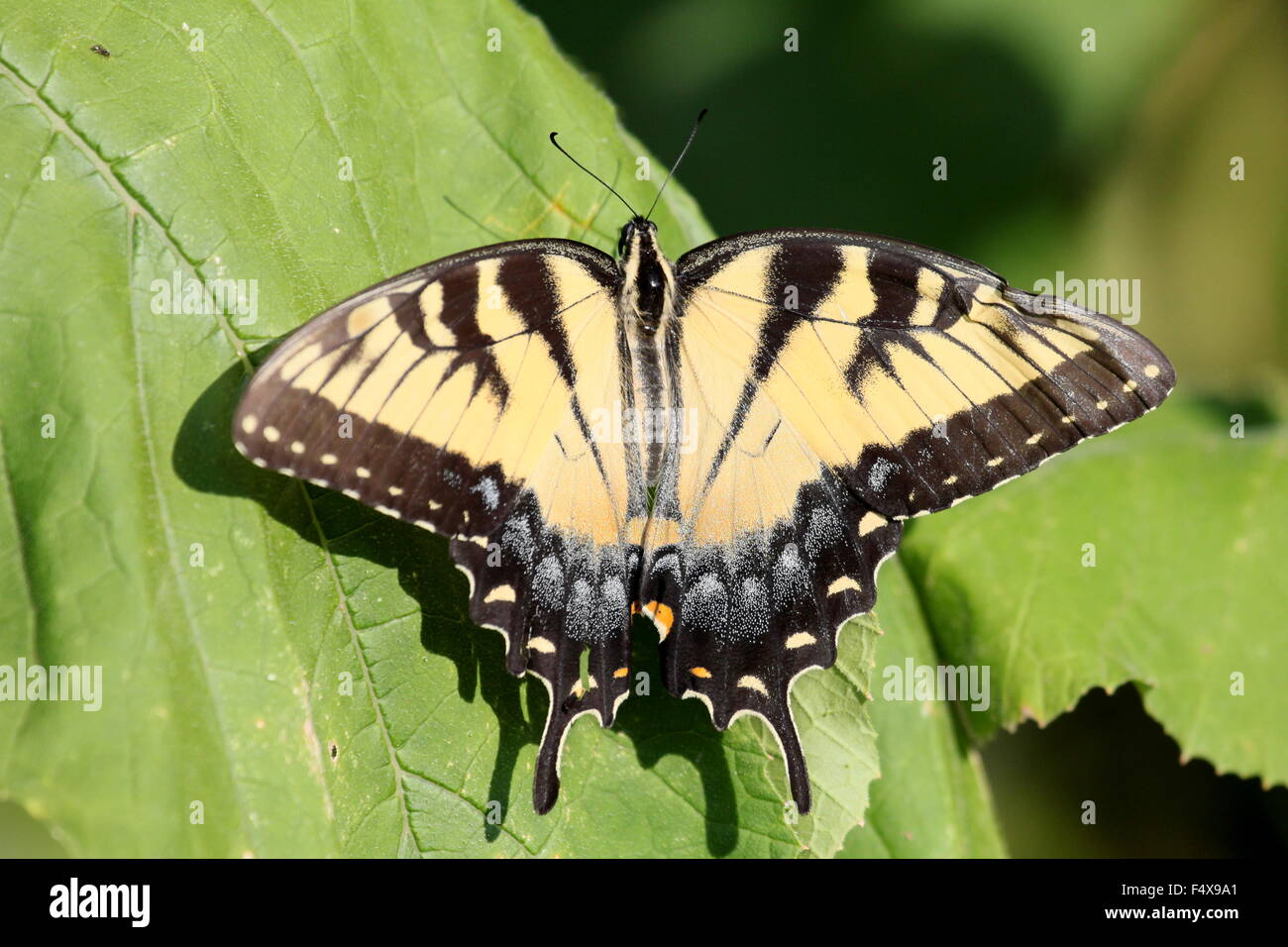 Tiger swallowtail butterfly avec une aile endommagée. Banque D'Images