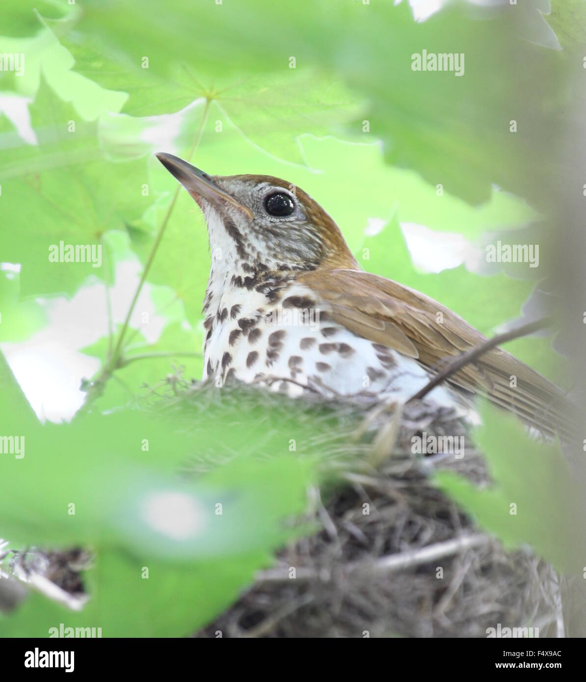 Songbird assis sur son nid dans un arbre. Banque D'Images